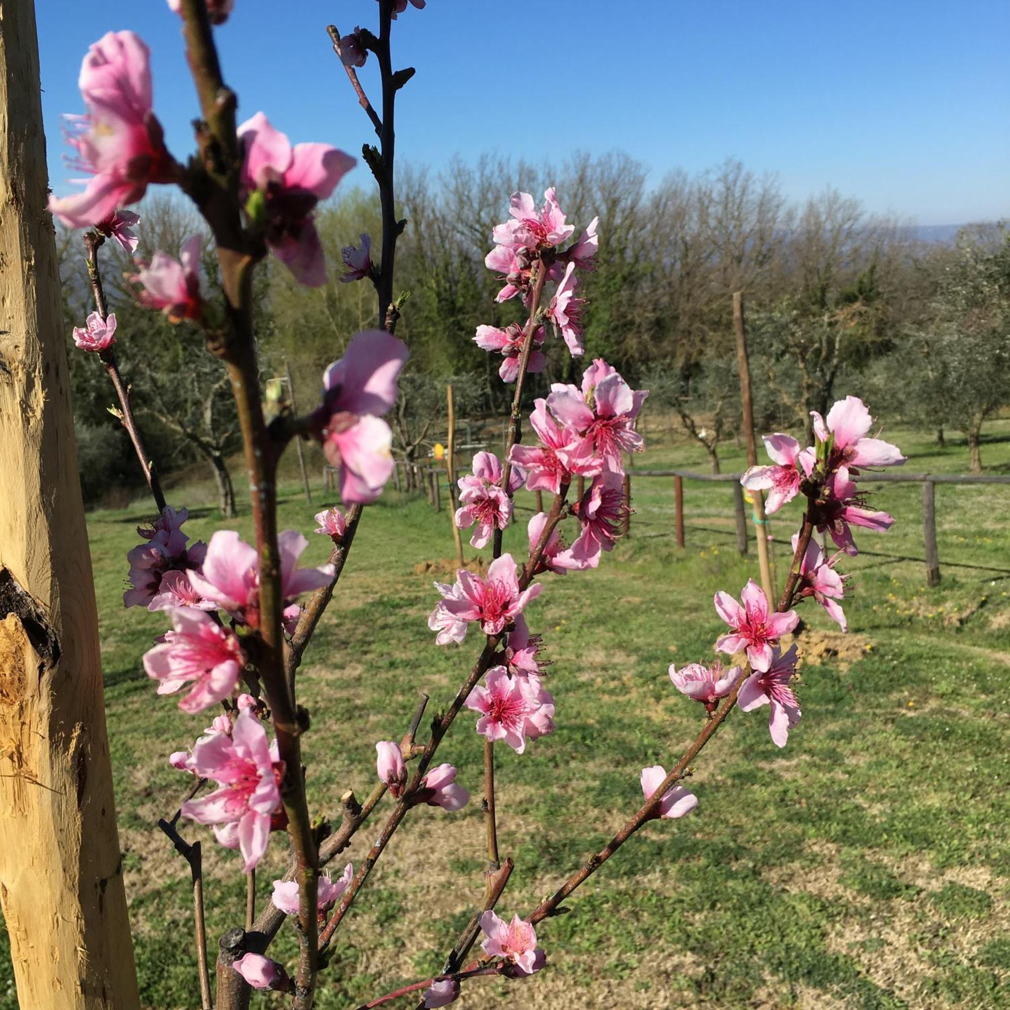 Agriturismo Podere Dell' Olmo Amelia Kültér fotó