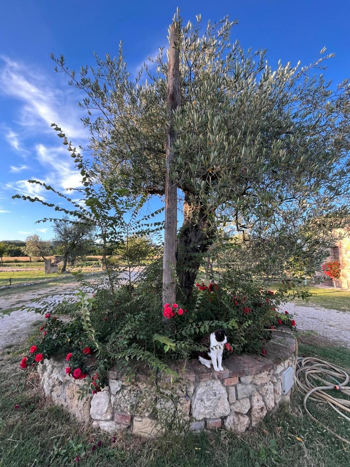 Agriturismo Podere Dell' Olmo Amelia Kültér fotó