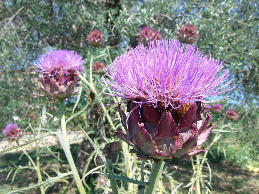 Agriturismo Podere Dell' Olmo Amelia Kültér fotó